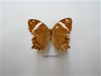 藏品(長紋黛眼蝶)的圖片